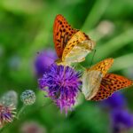 Schmetterlinge die um eine Blüte fliegen