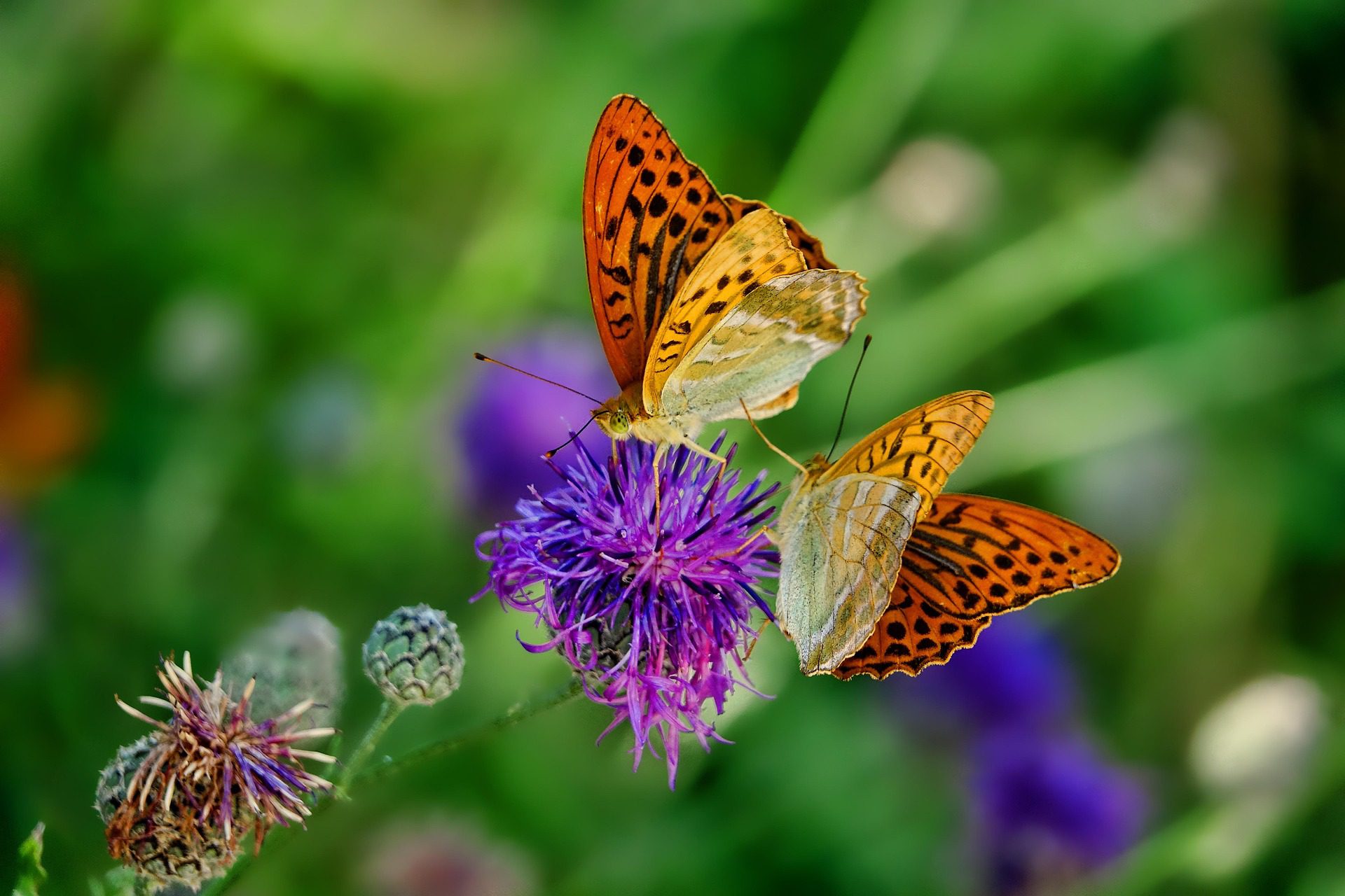 Schmetterlinge die um eine Blüte fliegen